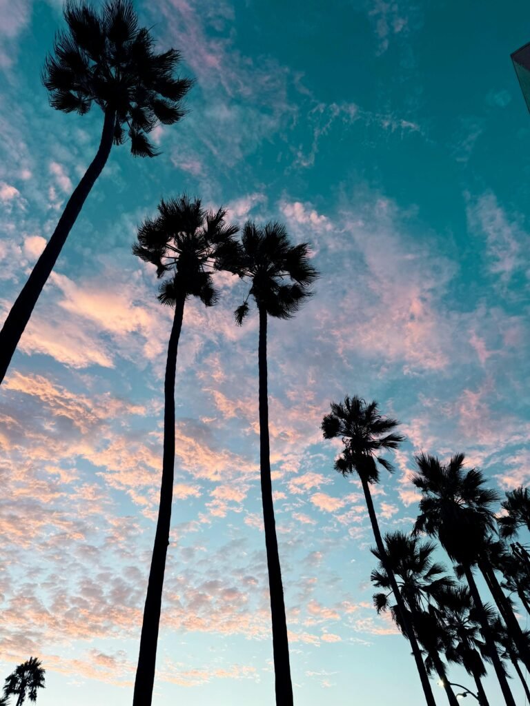 Tall palm trees stand silhouetted against a vibrant pink and blue sky at sunset in Los Angeles, California.